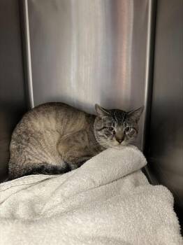 Siamese and Domestic Short Hair Cats Available for Adoption in Santa Cruz, California - PEPITO* | PetCurious