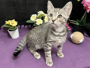 Robert -  Tabby and Domestic Short Hair Cat for Adoption in Fayetteville, Georgia - Robert | PetCurious
