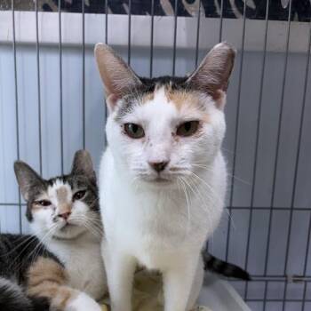 Freckles -  Domestic Short Hair Cat Available for Adoption in Valdosta, Georgia - Freckles | PetCurious