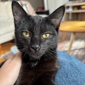 Rescue Domestic Short Hair Cats for Adoption in Evanston, Illinois - Subaru | PetCurious