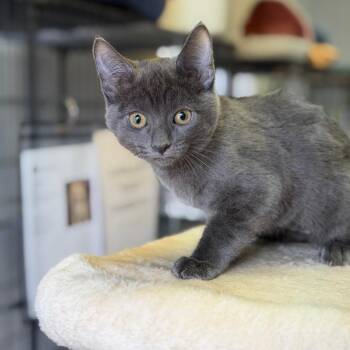 Domestic Short Hair Cats Available for Adoption in Fort Smith, Arkansas - Smokey | PetCurious