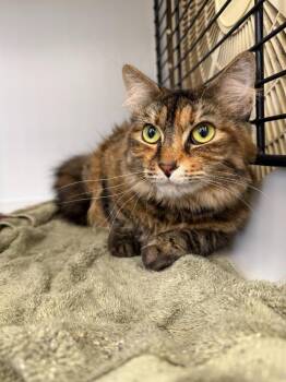 Willow -  Calico Cat for Adoption in Cambridge, Maryland - Willow | PetCurious