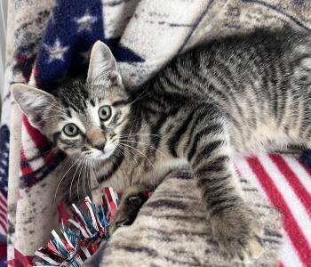 Domestic Short Hair Cats Available for Adoption in Rocky Hill, Connecticut - Little Toby | PetCurious