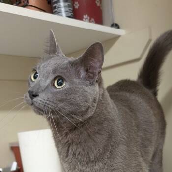 Rescue Domestic Short Hair Cats for Adoption in Spokane, Washington - Draco | PetCurious