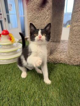 Domestic Short Hair Cats Available for Adoption in Pierceton, Indiana - Thistlewit | PetCurious