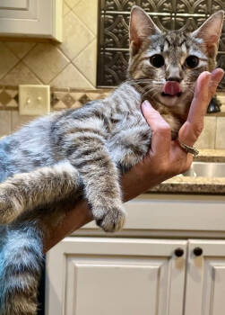 Rescue Domestic Short Hair Cats for Adoption in Lake Wylie, South Carolina - Moe | PetCurious