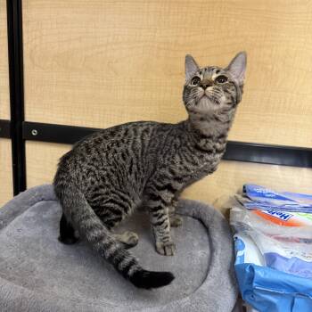 Rescue Tabby Cats for Adoption in Fresno, California - Mickey | PetCurious