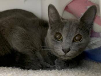 Osita -  Domestic Short Hair Cat for Adoption in Portland, Oregon - Osita | PetCurious