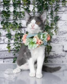 Leela -  Domestic Short Hair Cat for Adoption in Tuscaloosa, Alabama - Leela | PetCurious