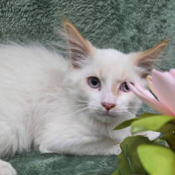 Sinatra -  Domestic Medium Hair Cat for Adoption in Frankfort, Michigan - Sinatra | PetCurious
