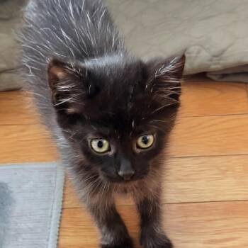 Leo -  Domestic Short Hair Cat for Adoption in Harrisonburg, Virginia - Leo | PetCurious