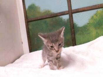 A2084095 -  Domestic Short Hair Cat for Adoption in Houston, Texas - A2084095 | PetCurious