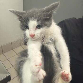 Peter Piper -  Domestic Medium Hair Cat for Adoption in Charleston, West Virginia - Peter Piper | PetCurious