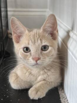 Craig Knievel CL -  Domestic Short Hair Cat for Adoption in Greenville, South Carolina - Craig Knievel CL | PetCurious