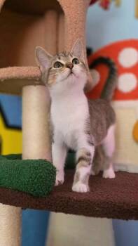 Rescue Domestic Short Hair Cats for Adoption in Beaverton, Oregon - Beelzebub | PetCurious