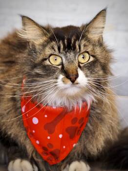 Ash -  Domestic Long Hair Cat for Adoption in Buena Vista, Colorado - Ash | PetCurious