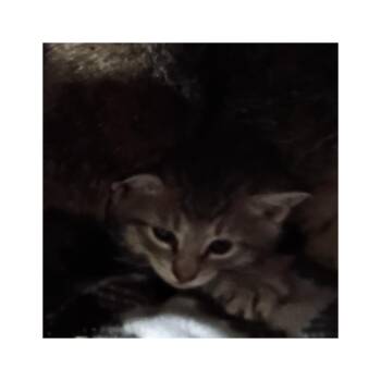 Liliac 2 (I) -  Domestic Short Hair Cat Available for Adoption in Liberty, New York - Liliac 2 (I) | PetCurious