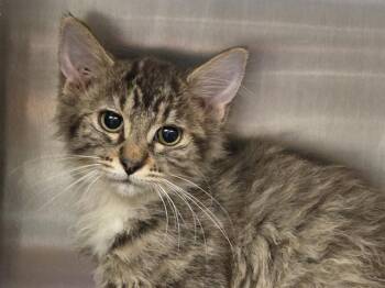 JANIE -  Domestic Medium Hair Cat for Adoption in Kent, Washington - JANIE | PetCurious