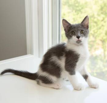 Atlas -  Domestic Short Hair Cat for Adoption in Alexandria, Virginia - Atlas | PetCurious
