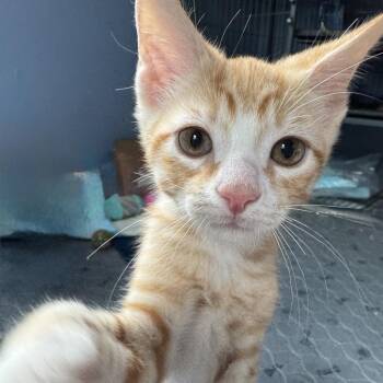 Domestic Short Hair Cats Available for Adoption in Wilmington, Delaware - Alcala | PetCurious