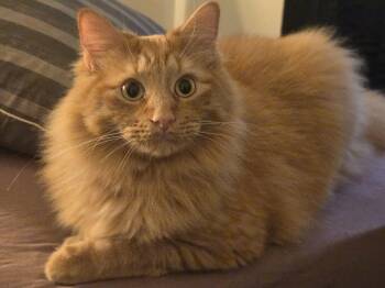 Gale -  Domestic Long Hair Cat for Adoption in Oregon, Wisconsin - Gale | PetCurious