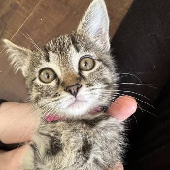Kate -  Domestic Short Hair Cat for Adoption in Normal, Illinois - Kate | PetCurious