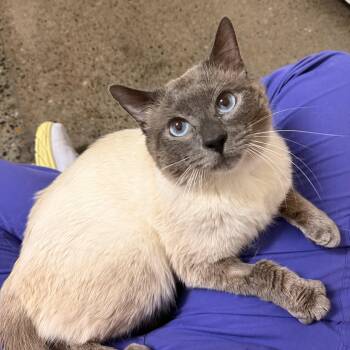Siamese Cats Available for Adoption in Portland, Oregon - Egg Sandwich | PetCurious