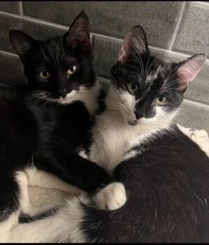 Domestic Short Hair Cats Available for Adoption in Stamford, Connecticut - Chaucer & Doyle: Two Dapper Gentlemen   | PetCurious