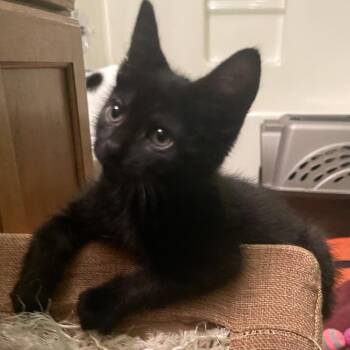 Ricki -  Domestic Short Hair Cat for Adoption in Springfield, Illinois - Ricki | PetCurious
