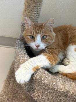 Rescue Domestic Medium Hair Cats for Adoption in Dalton, Georgia - Sherbert | PetCurious