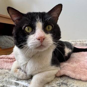 Harry DAP -  Domestic Short Hair Cat for Adoption in Denver, Colorado - Harry DAP | PetCurious