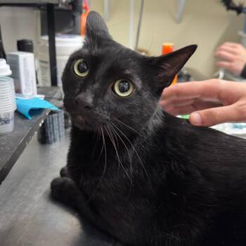 Domestic Short Hair Cats Available for Adoption in Richmond, California - PANTHER | PetCurious