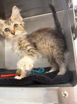 Rescue Domestic Short Hair Cats for Adoption in Chicago, Illinois - Jilly | PetCurious