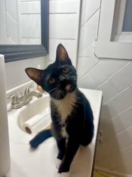 Rescue Domestic Short Hair Cats for Adoption in Warrenville, Illinois - Buttercup | PetCurious