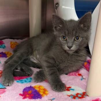 Agatha -  Domestic Short Hair Cat for Adoption in Keizer, Oregon - Agatha | PetCurious