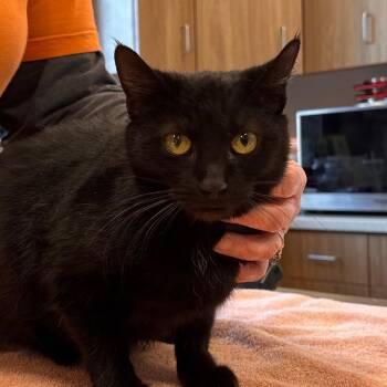 Domestic Short Hair Cats Available for Adoption - Rosalina | PetCurious