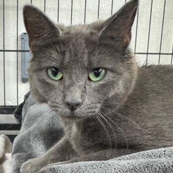 Domestic Short Hair Cats Available for Adoption in Ridgely, Maryland - Egg Roll | PetCurious