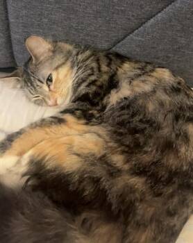 Daisy -  Calico and Domestic Medium Hair Cat for Adoption in Theodore, Alabama - Daisy | PetCurious