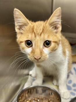Buffalo Wings -  Domestic Short Hair Cat for Adoption in Wichita, Kansas - Buffalo Wings | PetCurious