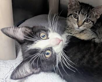Christine -  Domestic Short Hair Cat for Adoption in Springfield, Illinois - Christine | PetCurious