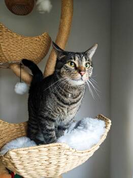 Lily -  Domestic Short Hair Cat for Adoption in Chicago, Illinois - Lily | PetCurious