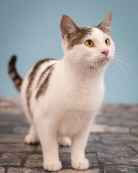 Rescue Tabby and Domestic Short Hair Cats for Adoption - Auger | PetCurious