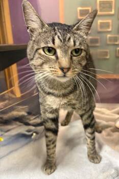 Diego -  Tabby Cat for Adoption in Little Rock, Arkansas - Diego | PetCurious