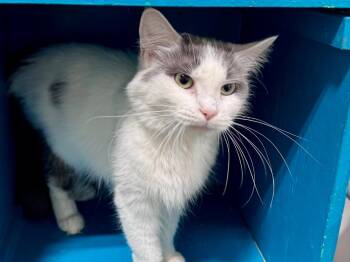 Eva Purrrrone -  Domestic Long Hair Cat for Adoption in Powell, Ohio - Eva Purrrrone | PetCurious