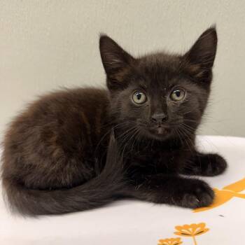 Bear -  Domestic Short Hair Cat for Adoption in Tampa, Florida - Bear | PetCurious