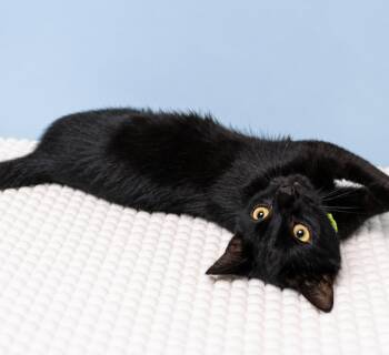 Black-Eyed Pea -  Domestic Short Hair Cat for Adoption in Homer Glen, Illinois - Black-Eyed Pea | PetCurious