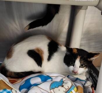 Domestic Short Hair Cats Available for Adoption - Glenwood Gardens | PetCurious