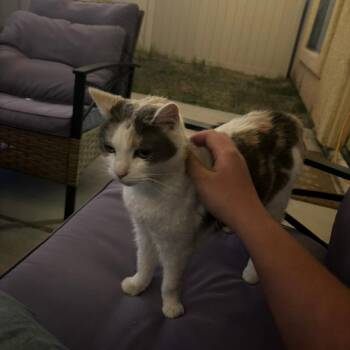 Domestic Short Hair Cats Available for Adoption in Roanoke, Virginia - Angel | PetCurious