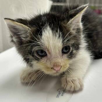 Rescue Domestic Short Hair Cats for Adoption in Hannibal, Missouri - Drizzle | PetCurious