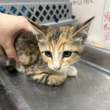 Sprinkle -  Domestic Short Hair Cat for Adoption in West Point, Mississippi - Sprinkle | PetCurious
